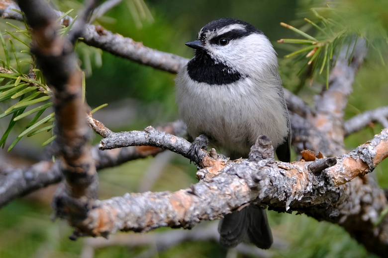 Nuthatch