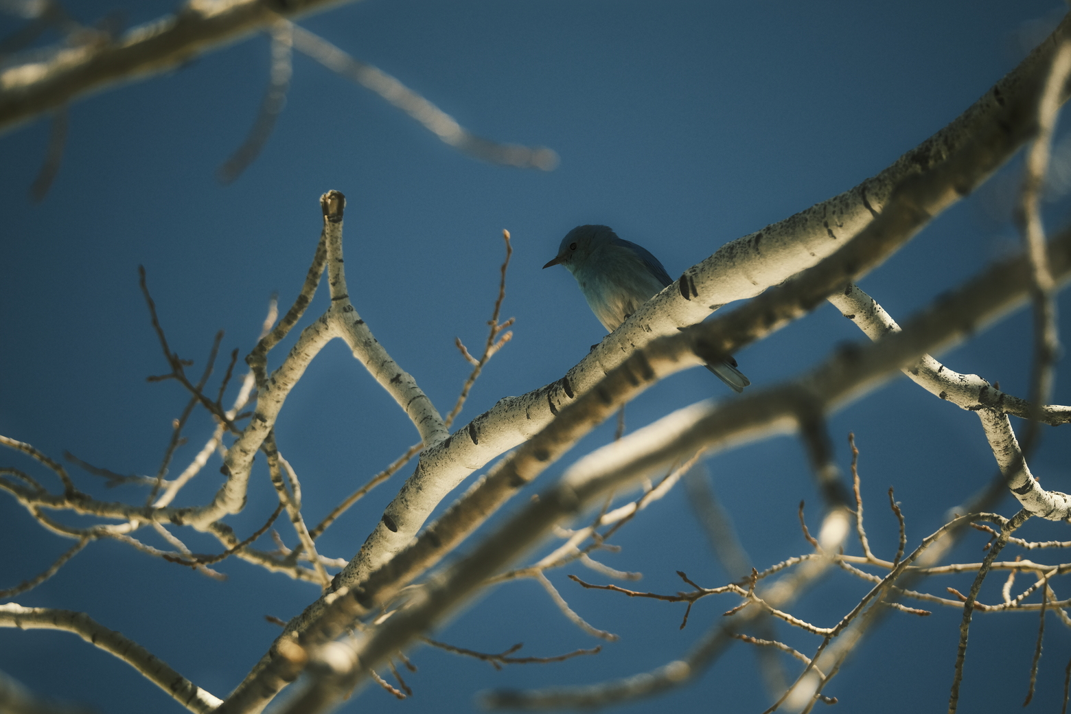 Mountain Bluebird