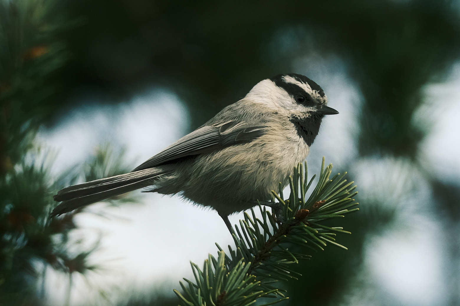 Nuthatch